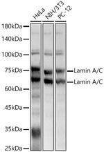 Lamin A/C Antibody in Western Blot (WB)