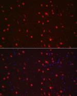 NeuN Antibody in Immunocytochemistry (ICC/IF)