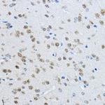 NeuN Antibody in Immunohistochemistry (Paraffin) (IHC (P))