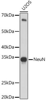 NeuN Antibody in Western Blot (WB)