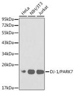 DJ-1 Antibody in Western Blot (WB)