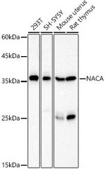 NACA Antibody in Western Blot (WB)