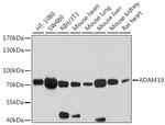 ADAM19 Antibody in Western Blot (WB)