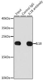 IL-18 Antibody in Immunoprecipitation (IP)