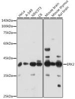 ERK2 Antibody in Western Blot (WB)