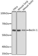 Beclin 1 Antibody in Western Blot (WB)