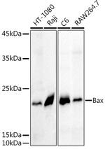 Bax Antibody in Western Blot (WB)