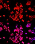 AMPK alpha-1,2 Antibody in Immunocytochemistry (ICC/IF)