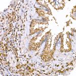 AMPK alpha-1,2 Antibody in Immunohistochemistry (Paraffin) (IHC (P))