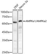 AMPK alpha-1,2 Antibody in Western Blot (WB)