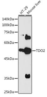 TDO2 Antibody in Western Blot (WB)