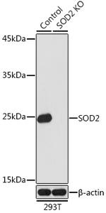 SOD2 (MnSOD) Antibody