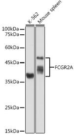 FCGR2A Antibody in Western Blot (WB)