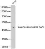 alpha Galactosidase Antibody in Western Blot (WB)