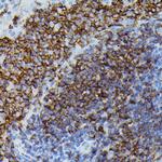 ApoC3 Antibody in Immunohistochemistry (Paraffin) (IHC (P))