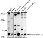 ApoC3 Antibody in Western Blot (WB)