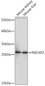 NECAP2 Antibody in Western Blot (WB)