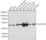 SLC25A23 Antibody in Western Blot (WB)