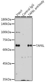 TAF6L Antibody in Immunoprecipitation (IP)