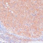 LRP1 Antibody in Immunohistochemistry (Paraffin) (IHC (P))