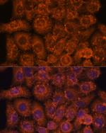 INMT Antibody in Immunocytochemistry (ICC/IF)