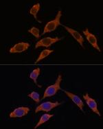 INMT Antibody in Immunocytochemistry (ICC/IF)