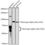 Fibrinogen alpha chain Antibody in Western Blot (WB)