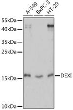 DEXI Antibody in Western Blot (WB)