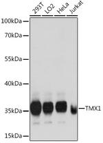 TMX Antibody in Western Blot (WB)