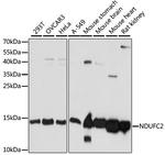 NDUFC2 Antibody in Western Blot (WB)