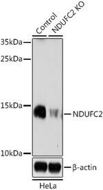 NDUFC2 Antibody in Western Blot (WB)