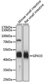 A33 Antibody in Western Blot (WB)