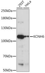 KCNH6 Antibody in Western Blot (WB)