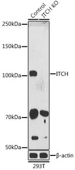 ITCH Antibody in Western Blot (WB)