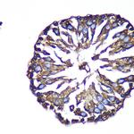 ACTR1B Antibody in Immunohistochemistry (Paraffin) (IHC (P))