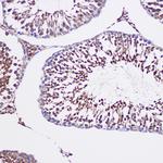 GCP6 Antibody in Immunohistochemistry (Paraffin) (IHC (P))