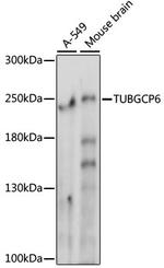 GCP6 Antibody in Western Blot (WB)