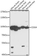 COG4 Antibody in Western Blot (WB)