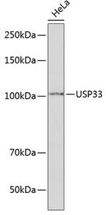 USP33 Antibody in Western Blot (WB)