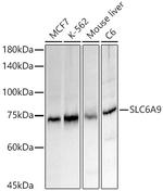 GlyT1 Antibody in Western Blot (WB)