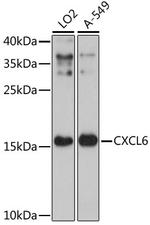 CXCL6 Antibody in Western Blot (WB)