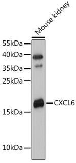 CXCL6 Antibody in Western Blot (WB)