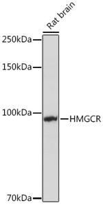 HMGCR Antibody in Western Blot (WB)