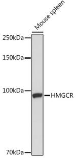 HMGCR Antibody in Western Blot (WB)