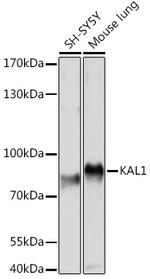 KAL1 Antibody in Western Blot (WB)