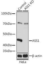 ASS1 Antibody in Western Blot (WB)