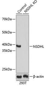 NSDHL Antibody