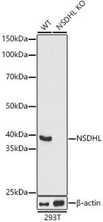 NSDHL Antibody in Western Blot (WB)