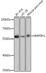 IMPDH1 Antibody in Western Blot (WB)