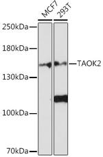 Taok2 Antibody in Western Blot (WB)